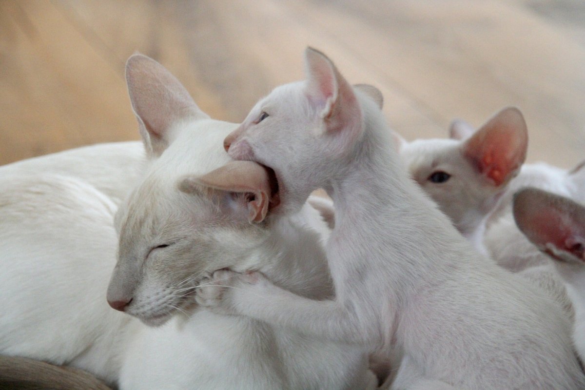 Why do kittens bite?