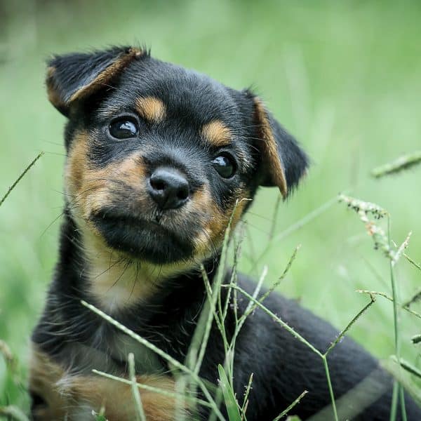 Why does my dog eat grass?