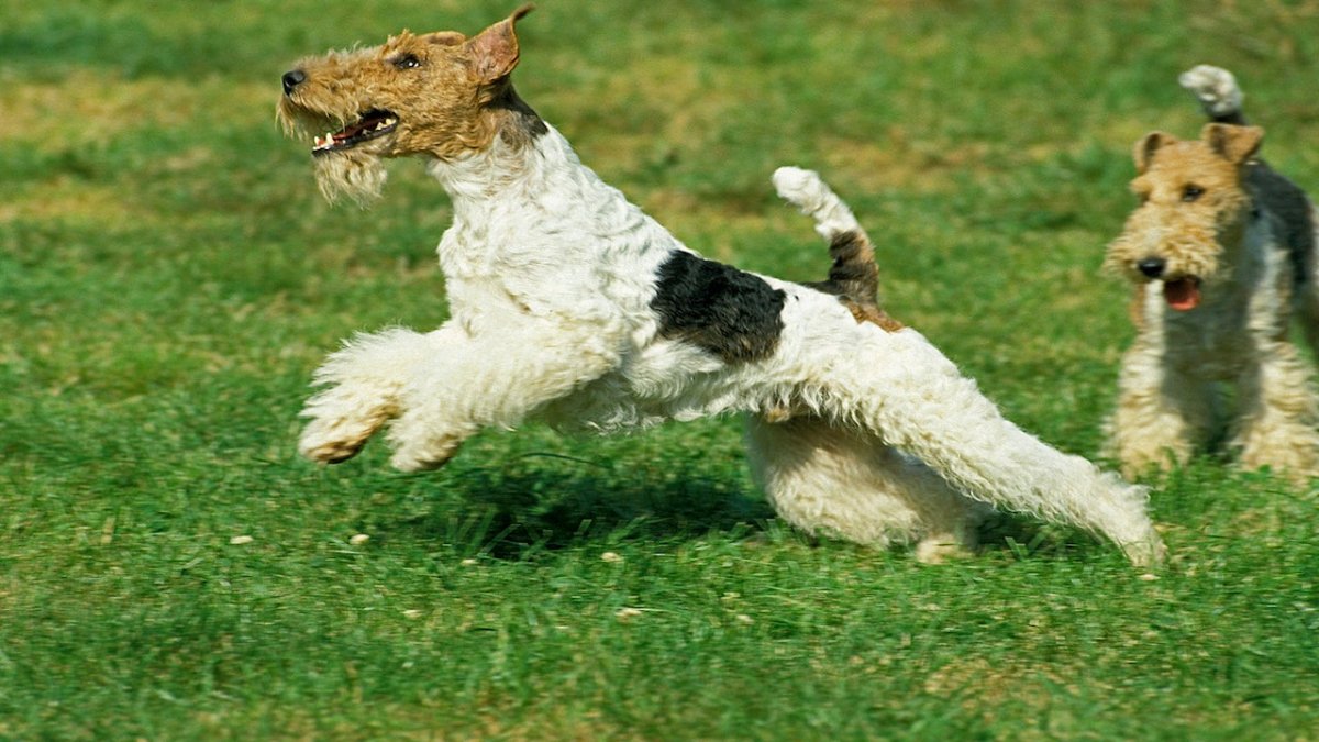 wire fox terrier running