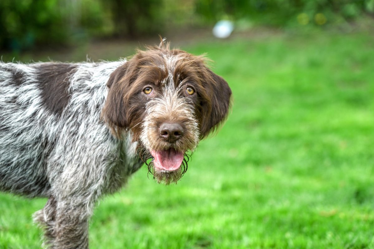 wirehaired griffon