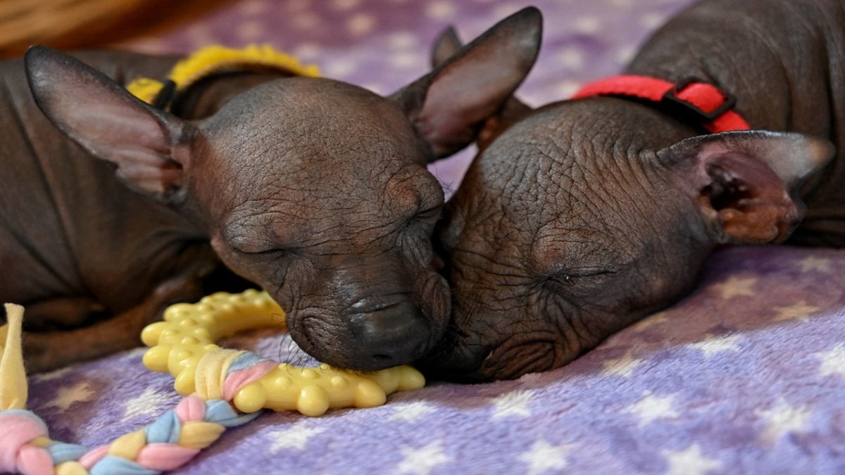 Xoloitzcuintle (Mexican Hairless) Toy 