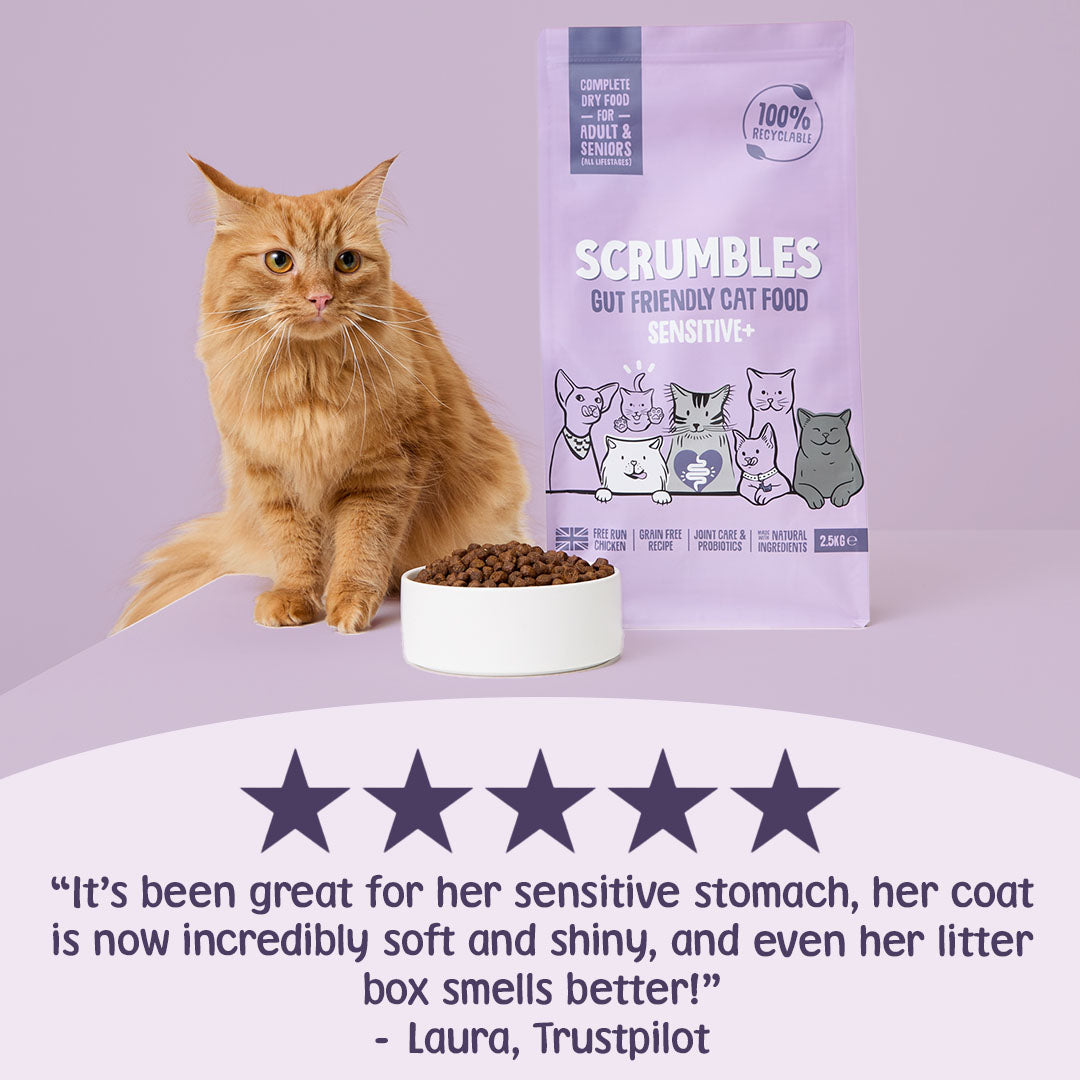 Cat sitting next to a bowl of food with a Scrumbles cat food bag on a purple background
