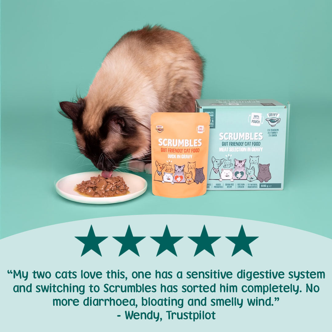 Cat eating from a plate with Scrumbles cat food packaging on a teal background