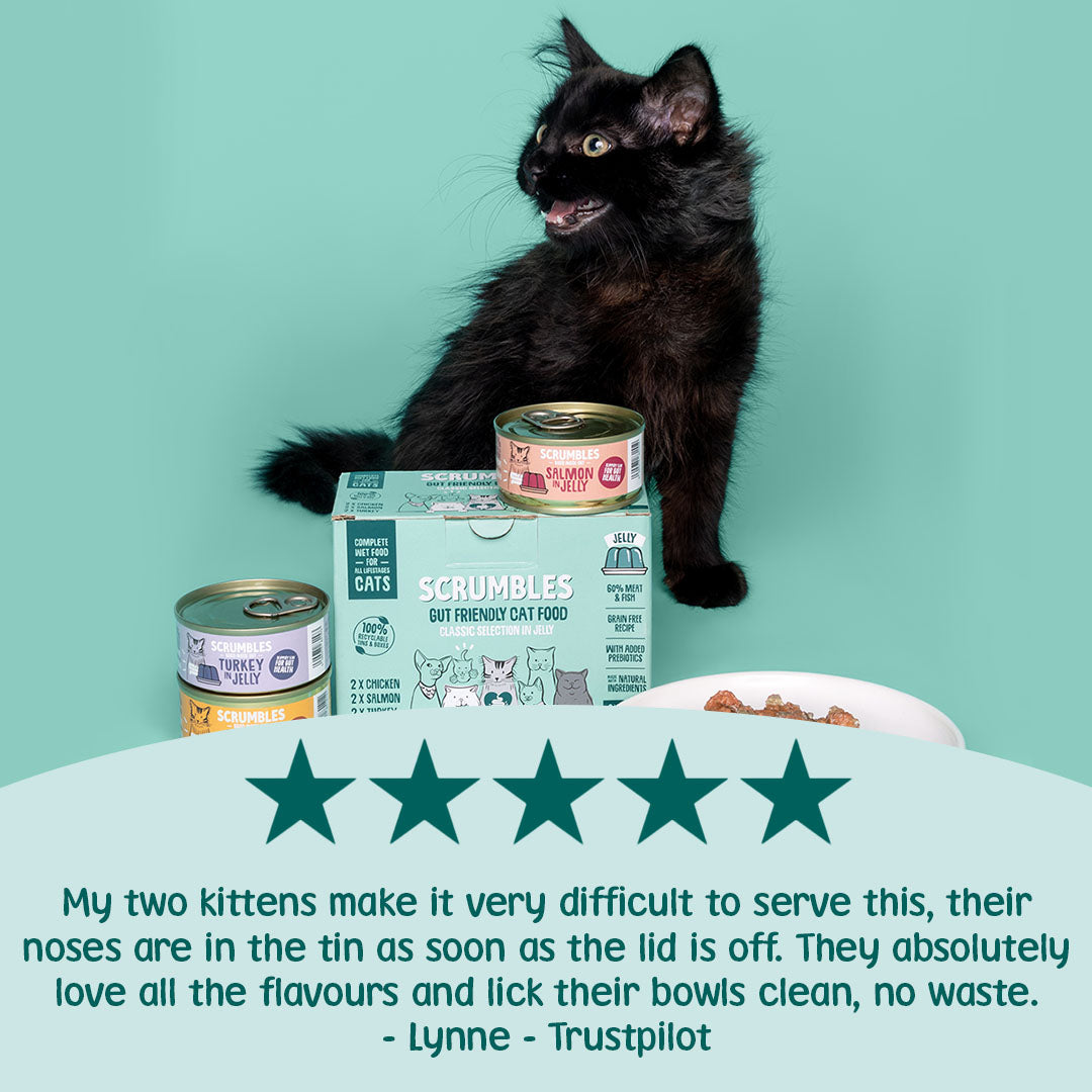 Black cat with Scrumbles cat food packaging and cans on a teal background