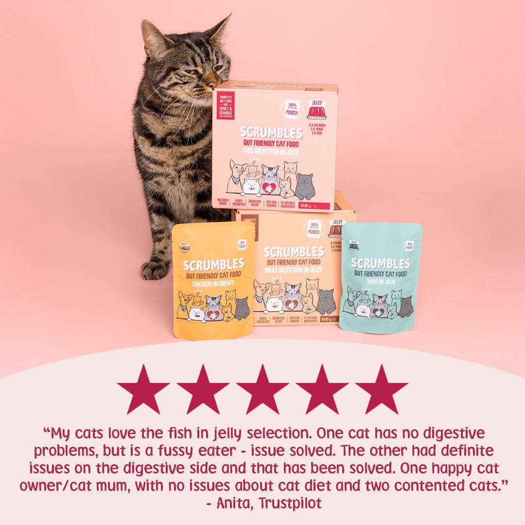 Cat with Scrumbles cat food packages on a pink background