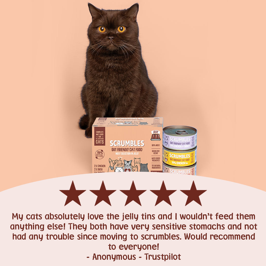 Cat sitting next to Scrumbles cat food packaging and a can on a peach background