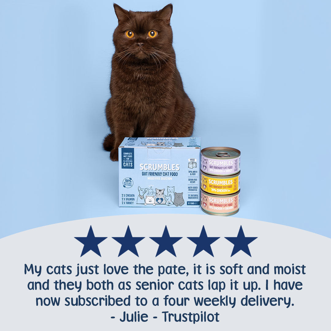 Cat sitting next to Scrumble cat food packaging and cans on a blue background
