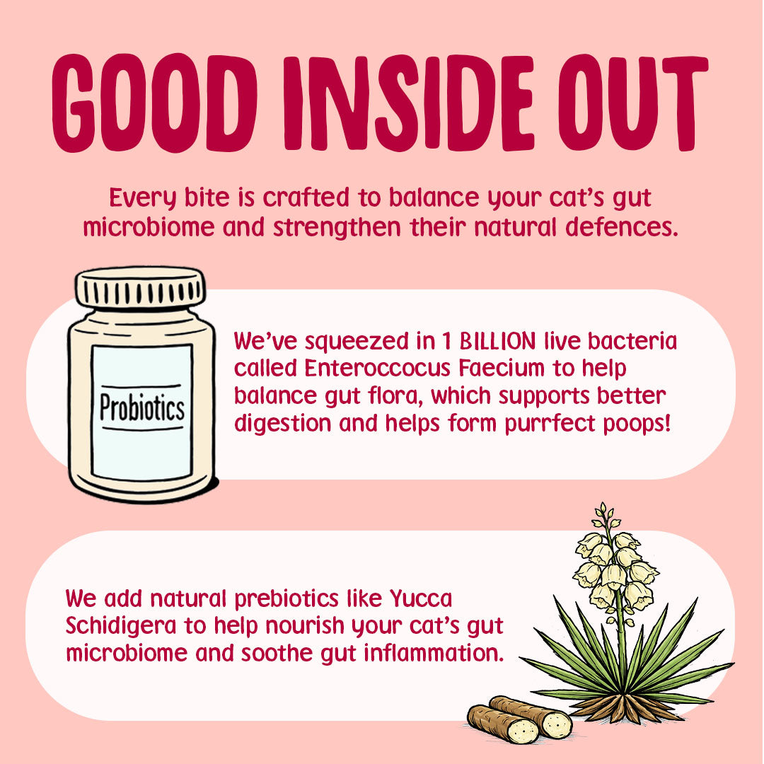 Advertisement for probiotics for cats with text and illustrations on a pink background