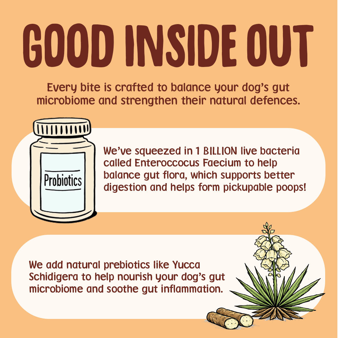 Advertisement for dog probiotics with text and illustration on an orange background
