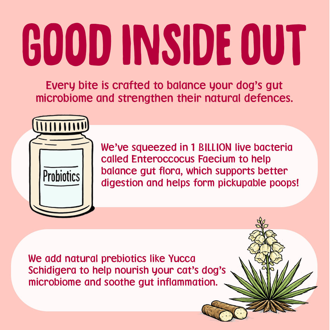 what makes salmon dry dog food gut friendly