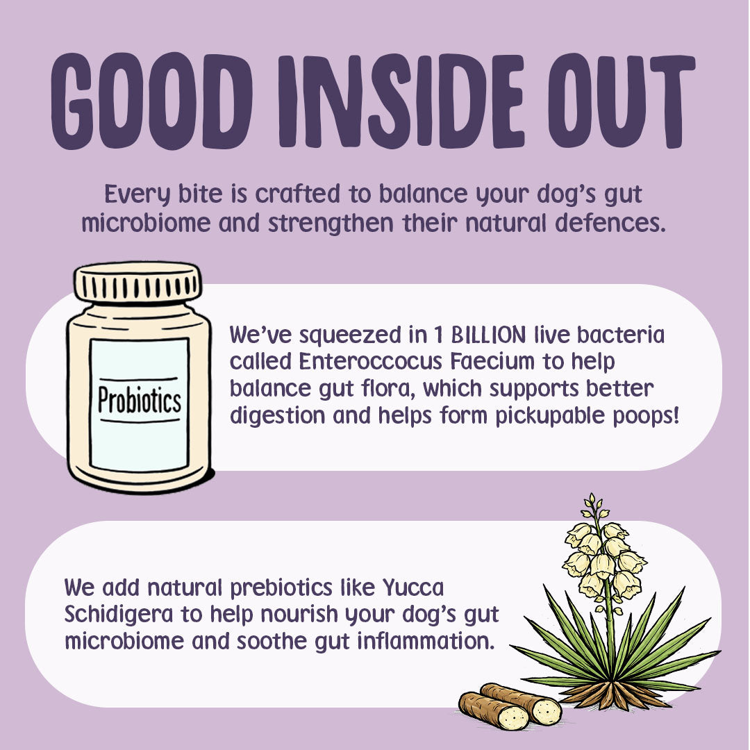 Advertisement for dog probiotics with text and illustration on a purple background