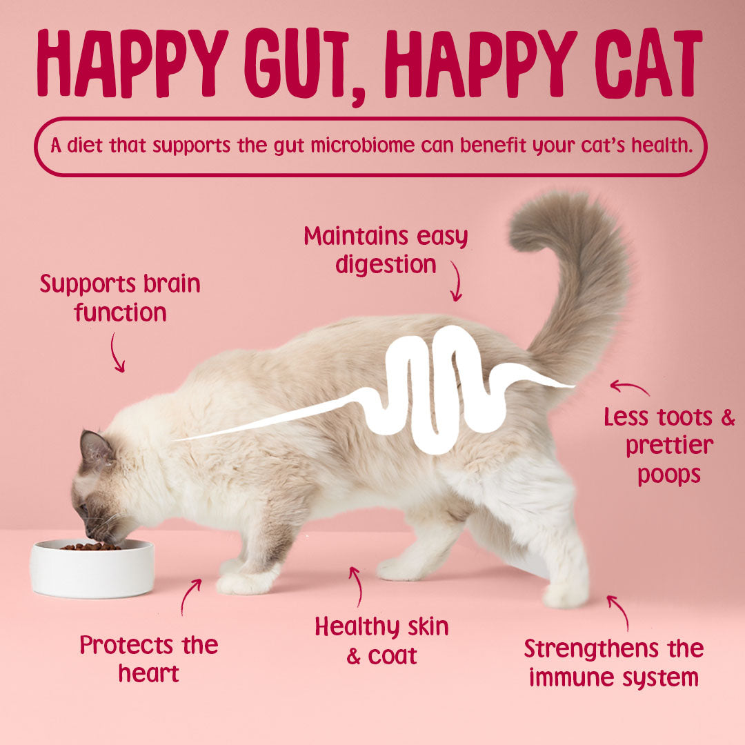 Cat eating from a bowl with text about the benefits of a happy gut for a happy cat on a pink background