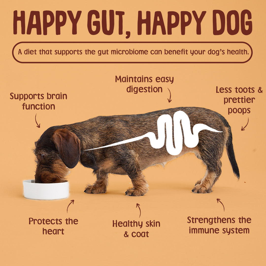 Dog eating from a bowl with text about the benefits of a happy gut on a dog's health.