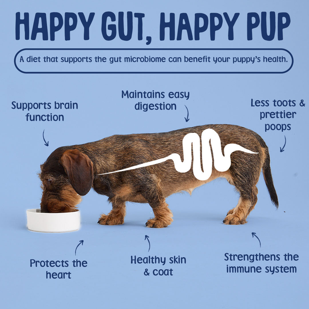 Dog with text about the benefits of a happy gut for a happy pup on a blue background