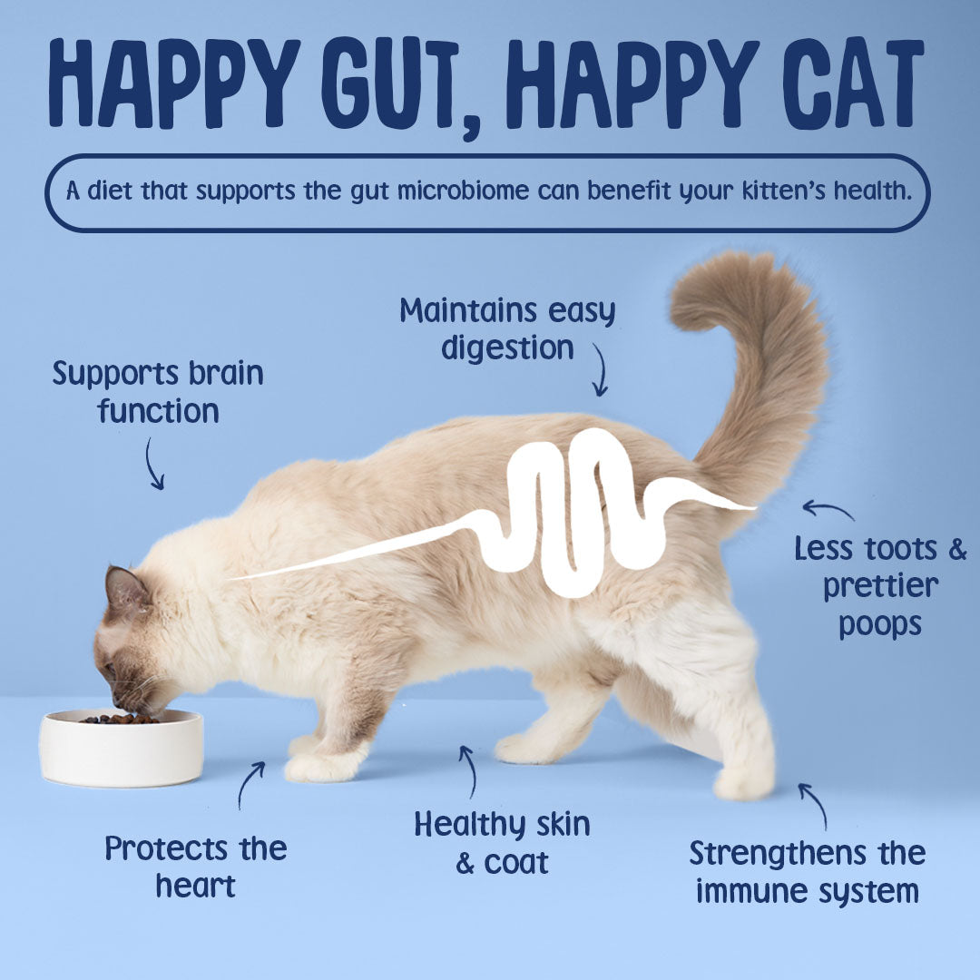 Cat eating from a bowl with text about the benefits of a happy gut for a happy cat on a blue background