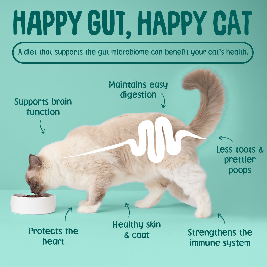 Cat eating from a bowl with text about the benefits of a happy gut on cat health on a teal background