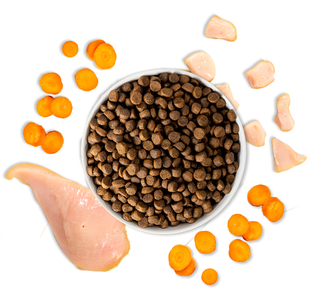 cat food bowl with chicken