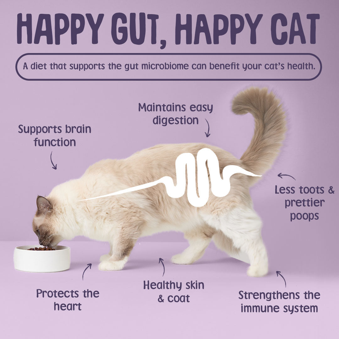 Cat eating from a bowl with text about the benefits of a happy gut on a purple background