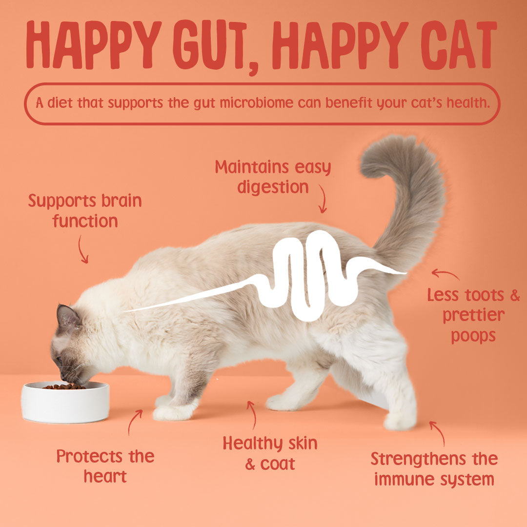 Cat eating from a bowl with text about the benefits of a happy gut for a happy cat on an orange background.