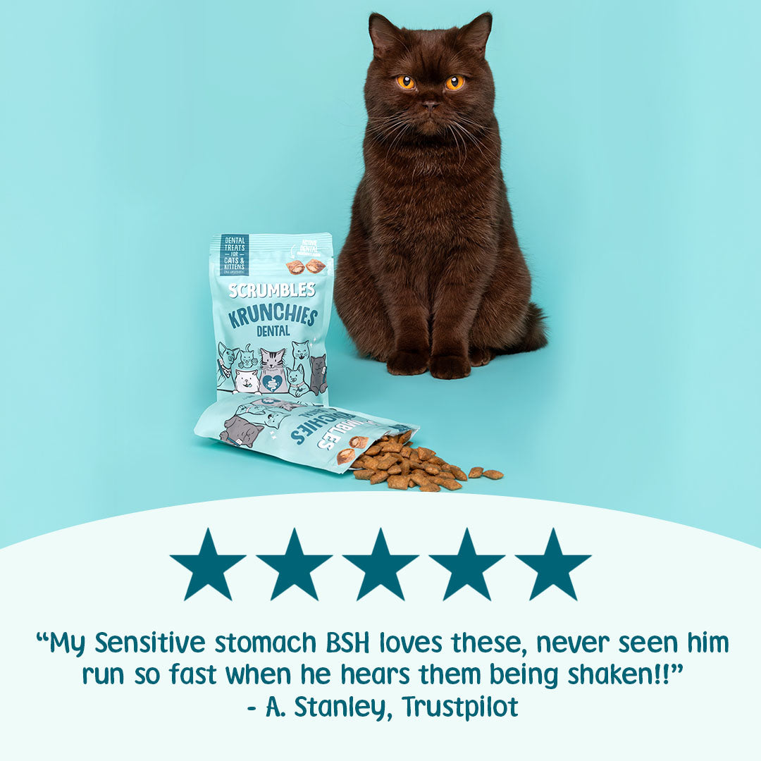 Cat with Scrumble's Crunchies dental treats on a blue background