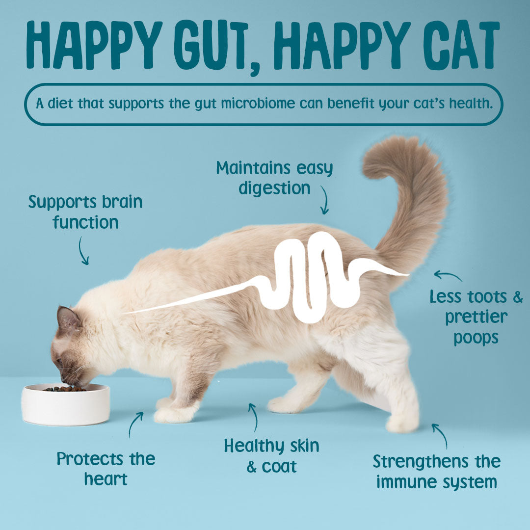 Cat eating from a bowl with text about the benefits of a happy gut for a happy cat on a blue background