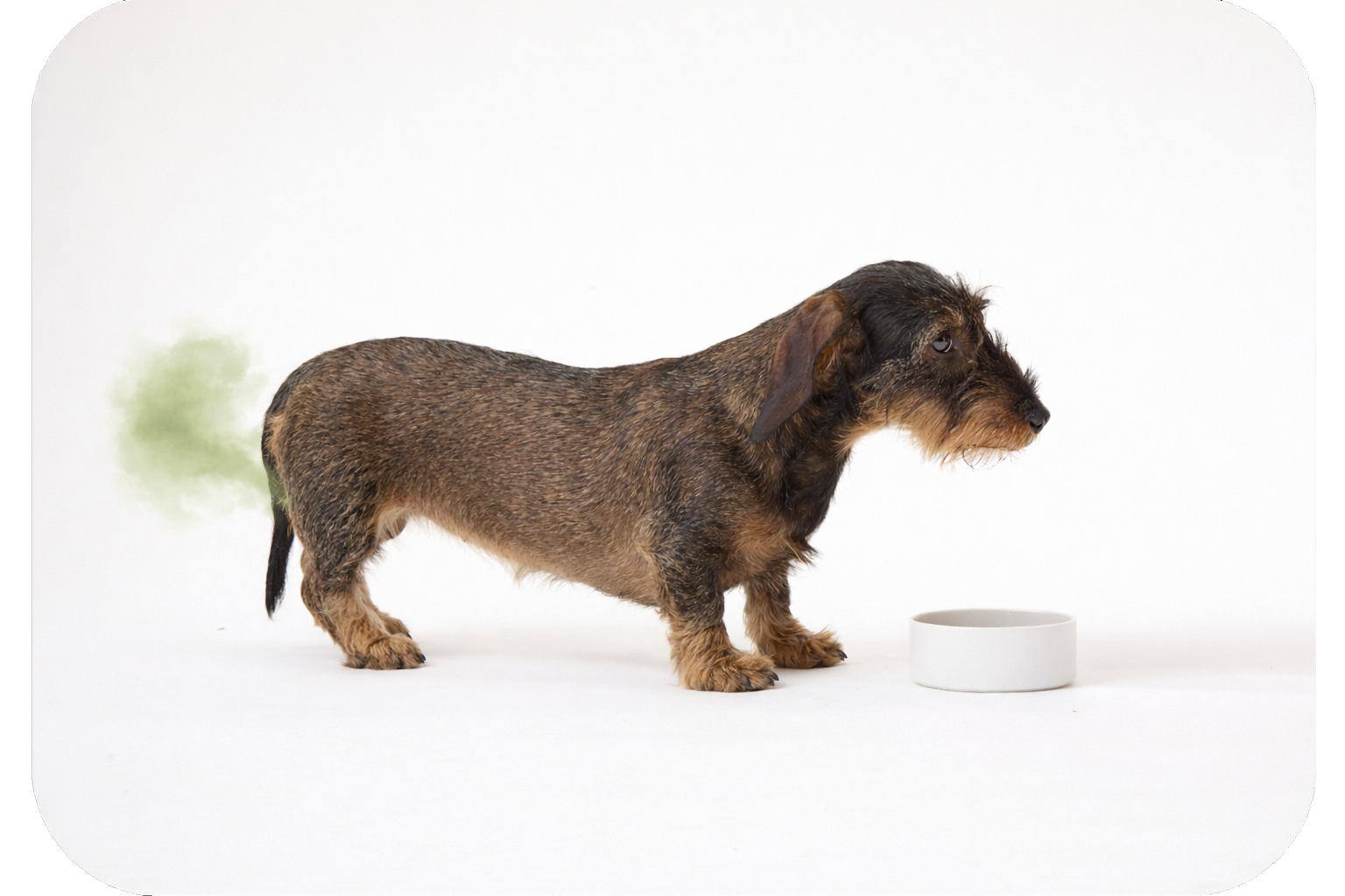 Scrumbles: Natural Pet Food