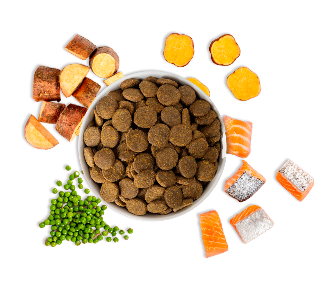 Salmon dry dog food