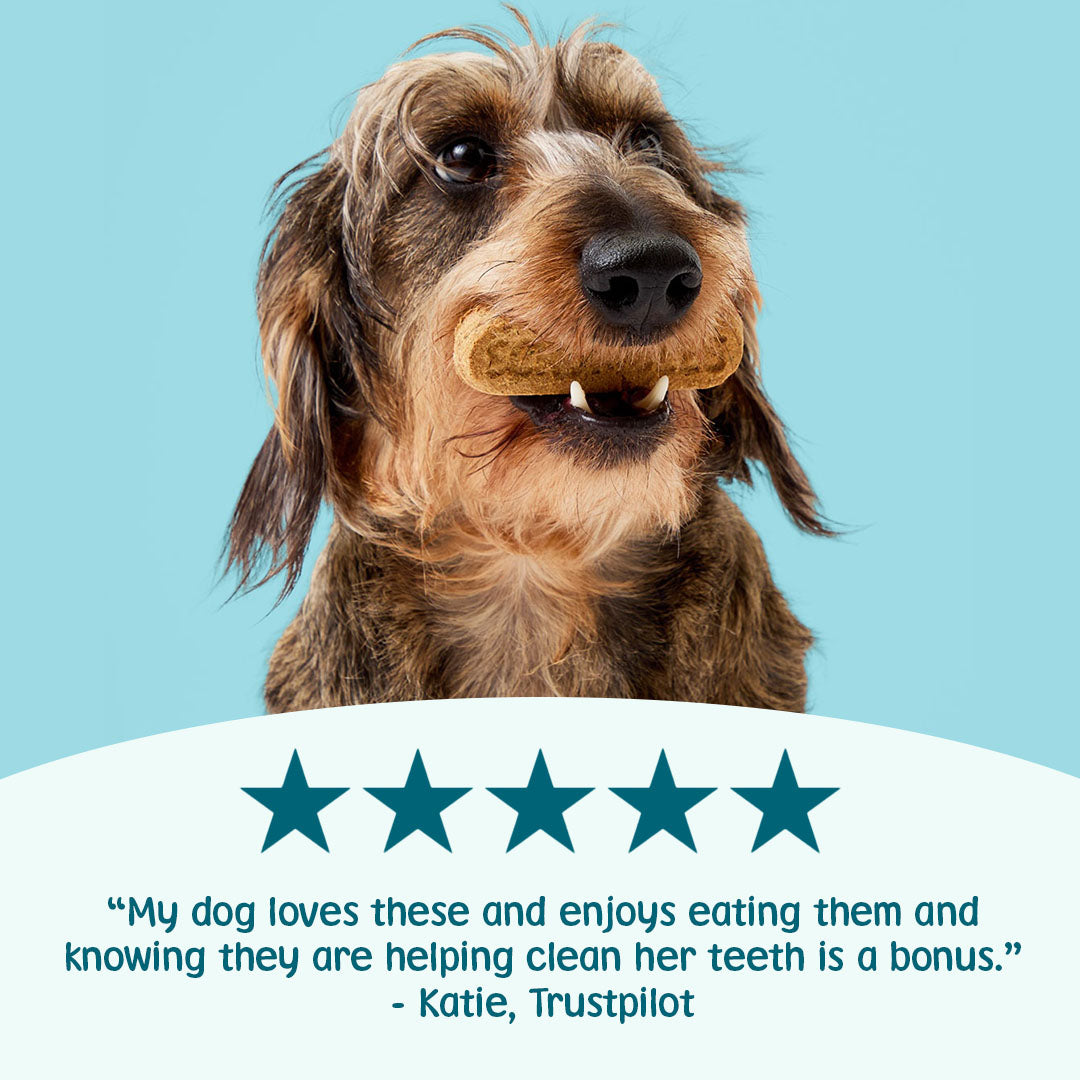 Dog with a treat in its mouth against a blue background, featuring a Trustpilot review.