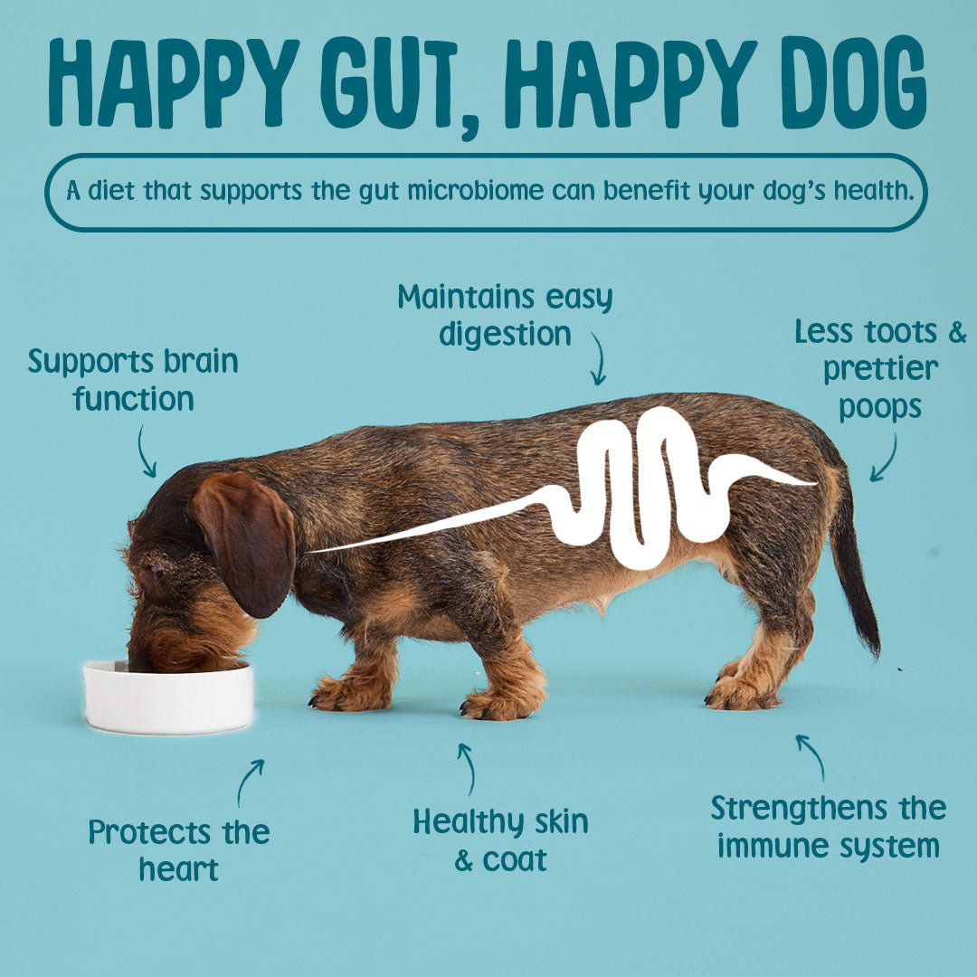 Dog with text about the benefits of a happy gut for dog health on a blue background