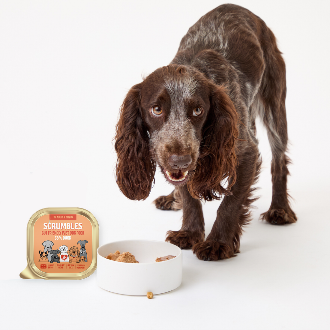 Eend Natvoer Hond