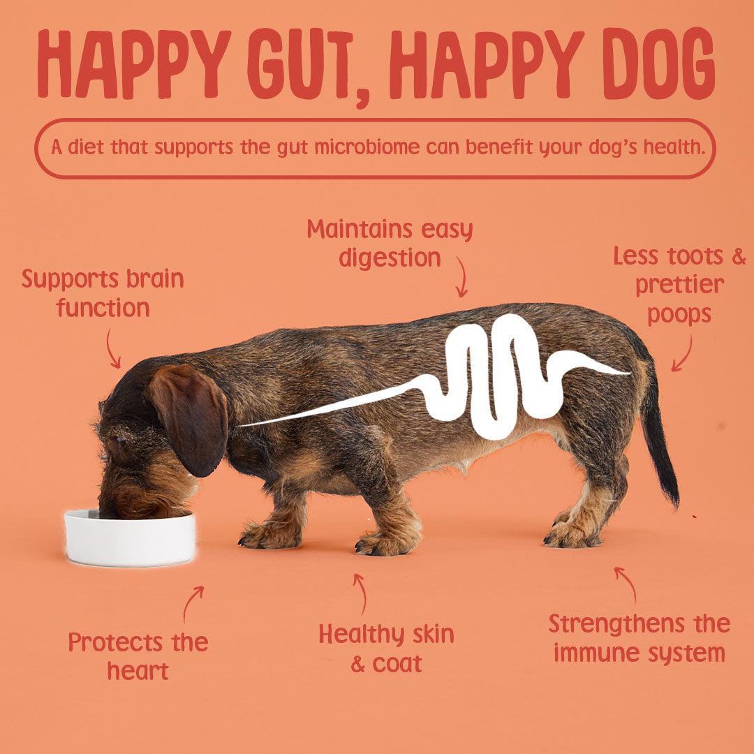Dog eating from a bowl with text about the benefits of a happy gut on a dog's health on an orange background.