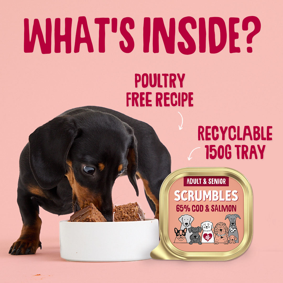 Dog eating from a bowl with a Scrumbles pet food container on a pink background