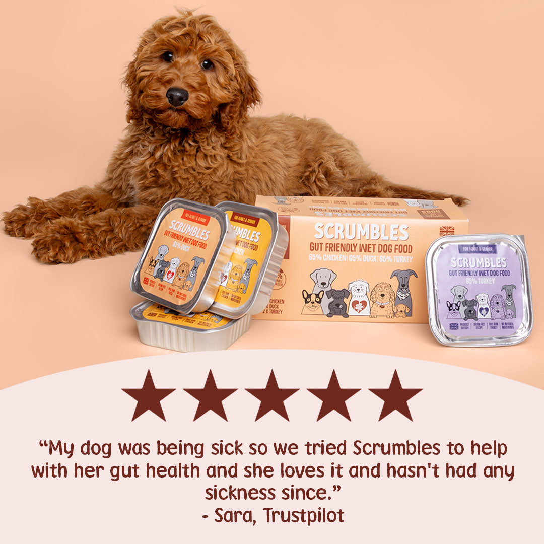Dog lying next to Scrumbles gut-friendly wet dog food packaging and containers on a peach background.