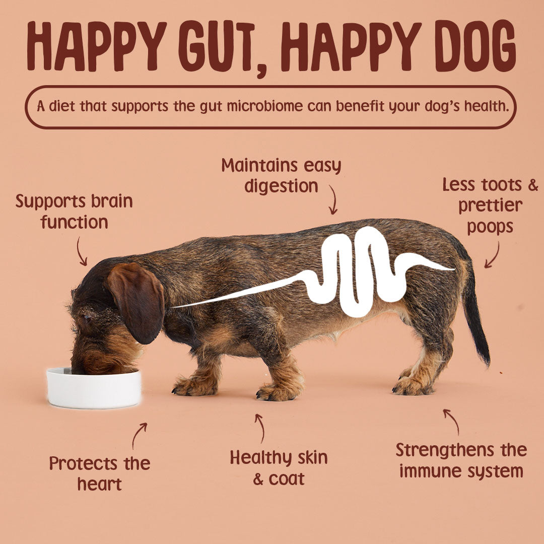 Dog drinking from a bowl with text about the benefits of a happy gut on dog health.
