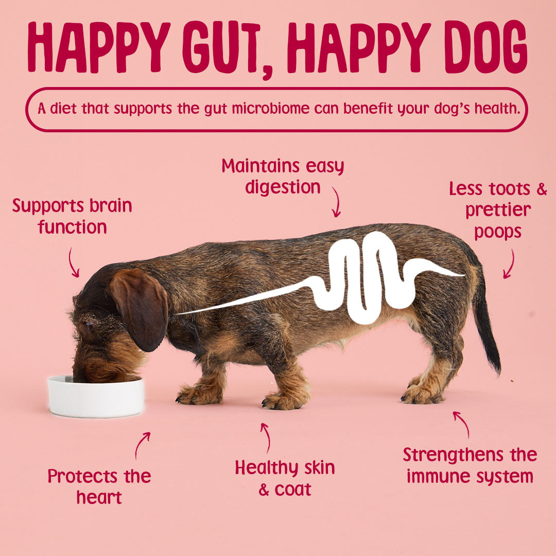 How scrumbles helps dog's gut health