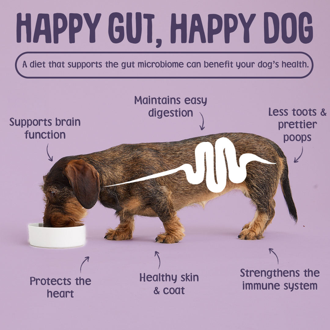 Dog standing next to a bowl with text about the benefits of a happy gut for dog health on a purple background