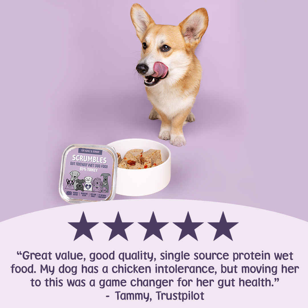 Dog with a bowl of Scrumbles wet food on a purple background