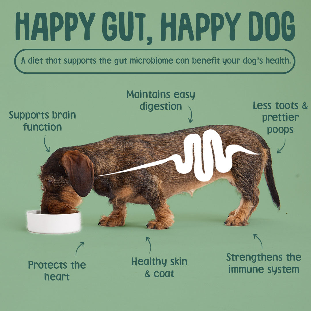 Dog with a bowl, promoting a diet that supports gut health on a green background.