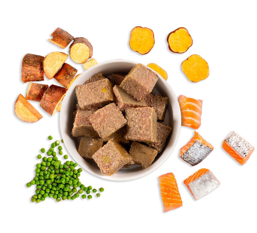 salmon wet dog food
