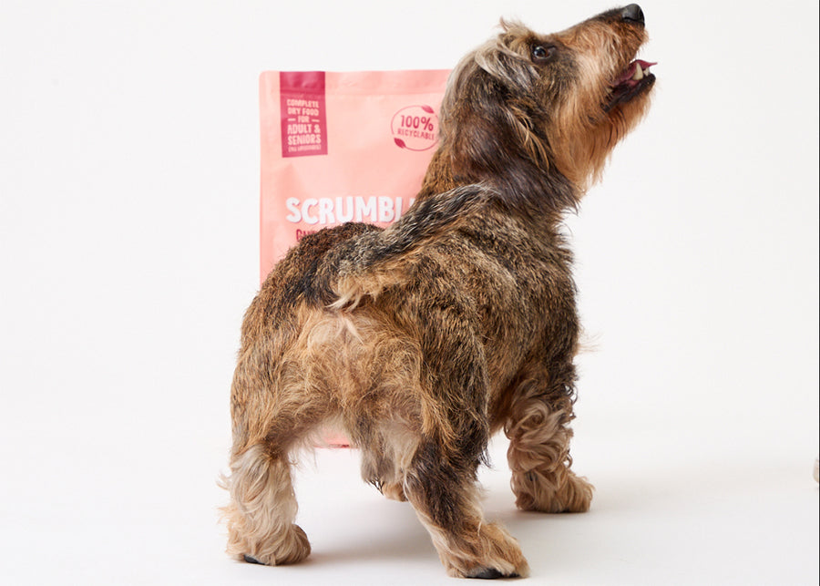 dog bum with scrumbles probiotic dog food