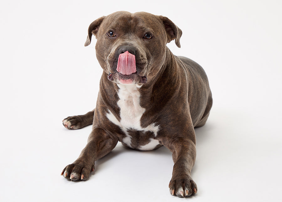 happy dog